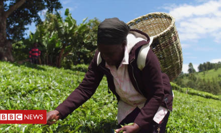 Kenyan farm workers launch Scottish legal bid against tea giant