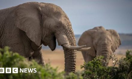 Ivory seized decades ago still turning up in raids