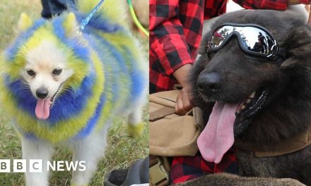 Nigeria; Hundreds of dogs attend the annual dog show in Lagos