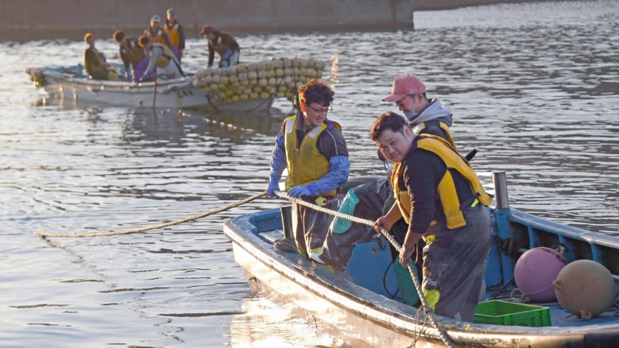 Hokkaido kelp farmers aim to boost storage of ‘blue carbon’ in seaweed beds