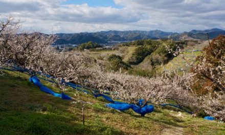 Japan’s ume heartland sows new prospects