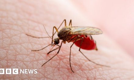 Chance discovery helps fight against malaria