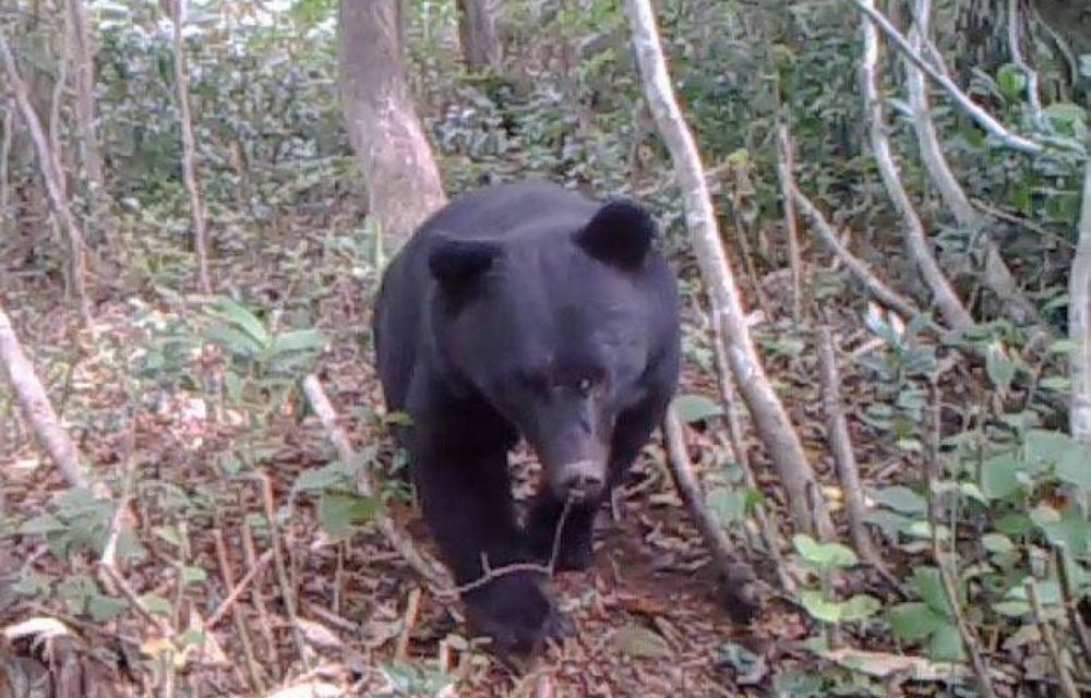 Japan to bolster measures against bears waking up from hibernation